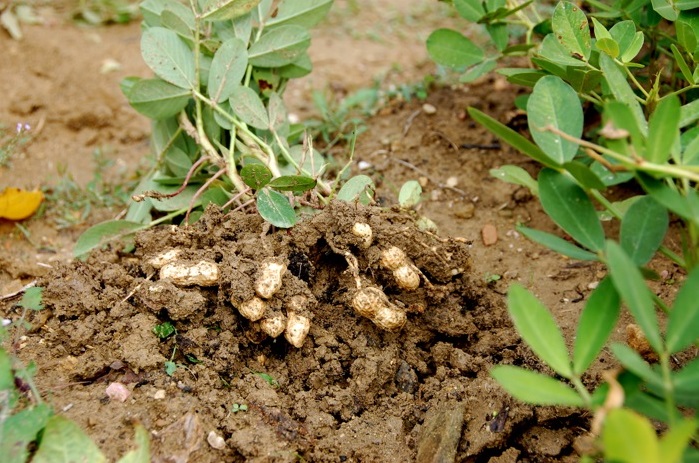 محیط رشدبادام زمینی در گلخانه